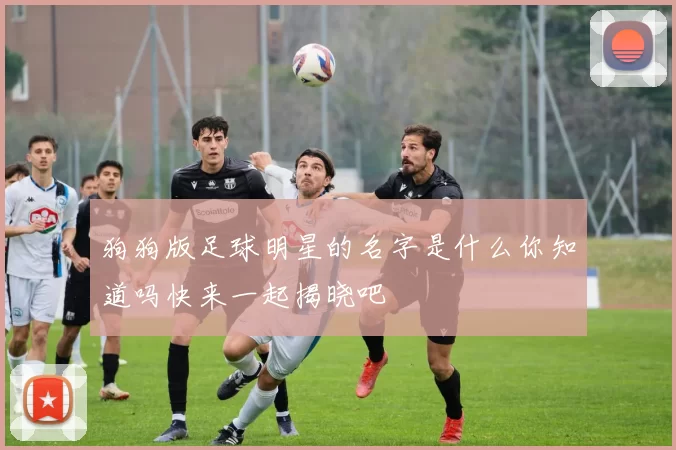 狗狗版足球明星的名字是什么你知道吗快来一起揭晓吧